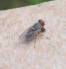 Prosopomyia pallida